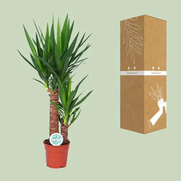 Yucca - Ø17cm - ↕80cm - Afbeelding 8