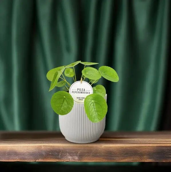 Pilea Peperomioides - Ø13cm - ↕20cm - Afbeelding 6